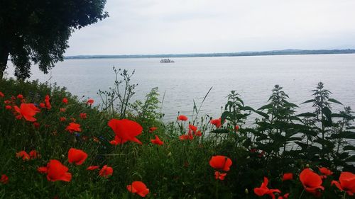 Close-up of red poppy flowers