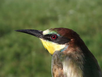 Close-up of bee-eater against grassy field