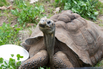 Close-up of a turtle on ground