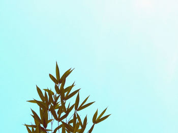 Low angle view of plant against clear blue sky