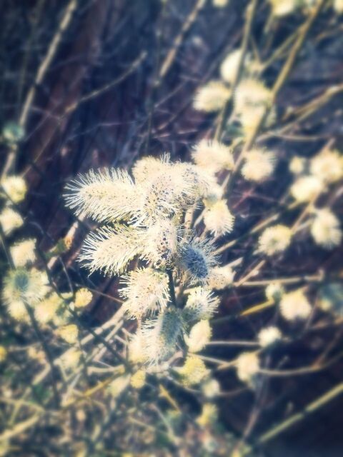 growth, close-up, plant, nature, focus on foreground, fragility, flower, selective focus, freshness, beauty in nature, day, high angle view, outdoors, no people, sunlight, dry, branch, stem, tranquility, botany