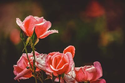 Close-up of pink rose