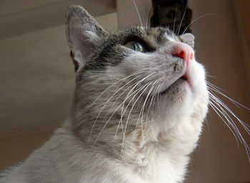 Close-up of cat looking away at home