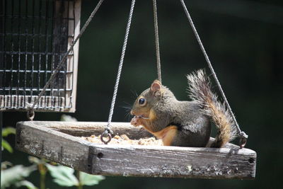 View of squirrel in cage