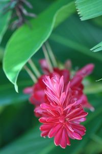 Close-up of flower blooming outdoors