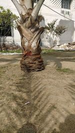 View of tree trunk in park