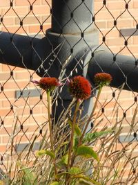 Close-up of chainlink fence