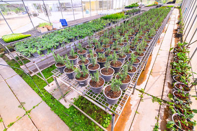 High angle view of potted plants in greenhouse