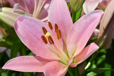 Close-up of pink flower