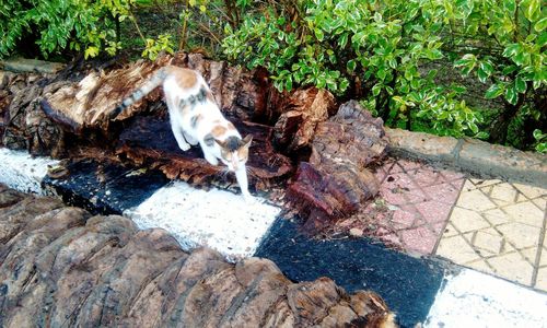 High angle view of dog on road