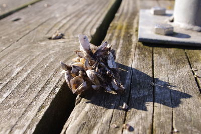 Close-up of mussels on pier