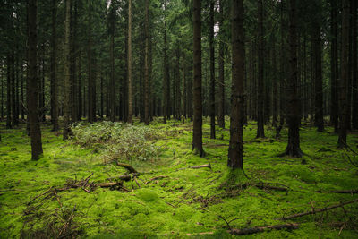 Trees in forest