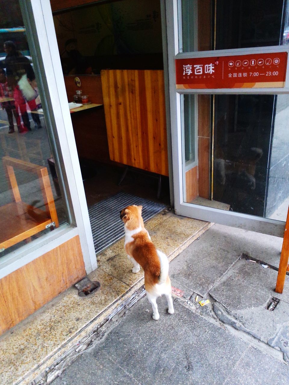 pets, domestic animals, animal themes, mammal, one animal, domestic cat, dog, cat, sitting, feline, full length, portrait, looking away, no people, outdoors, stray animal, day, alertness, window