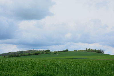 Scenic view of agricultural field against sky