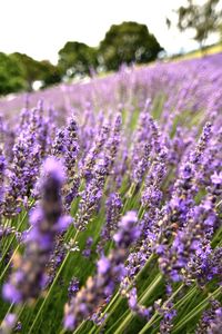 Close-up of lavender flowers on field