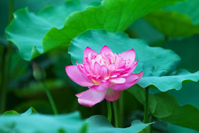 Close-up of pink flower blooming outdoors