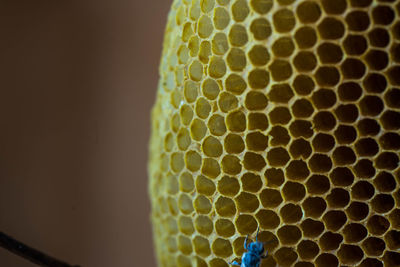 Macro shot of an insect