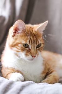 Close-up of cat looking away while lying on bed