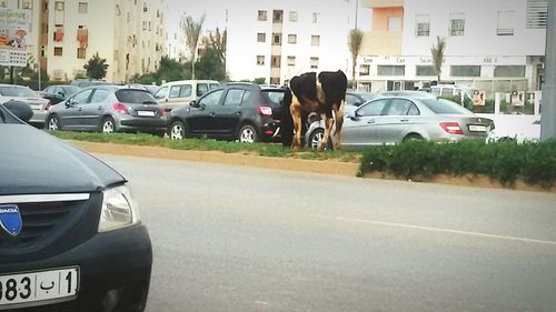 Dog on road in city