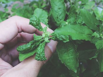 Cropped image of hand holding green leaves of basil plant