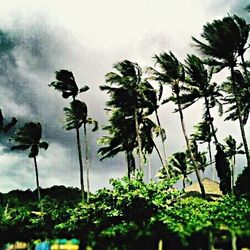 Low angle view of trees against sky