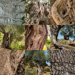 Close-up of tree stump on rock