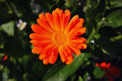 Close-up of red flower