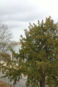 Low angle view of trees against sky