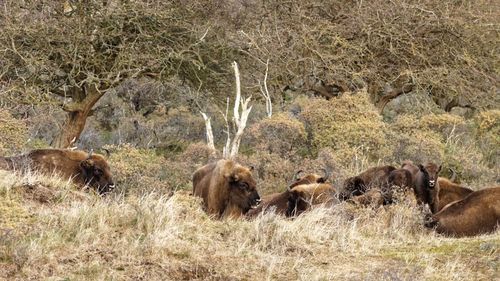 Bison on field