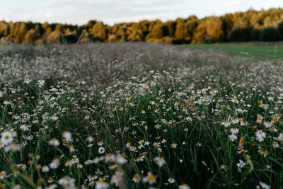 Close-up of purple flowering plants on field