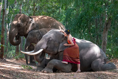 Beautiful woman standing by elephants amidst trees in forest