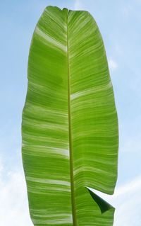 leaf