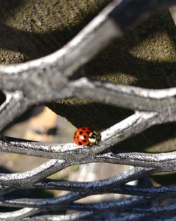 Close-up of ladybug on branch