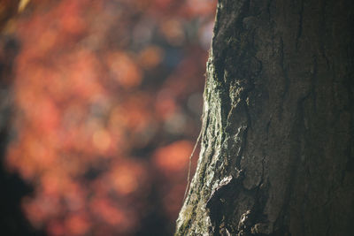 Close-up of tree trunk