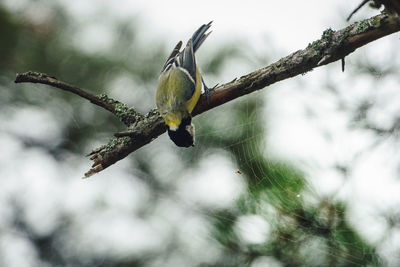 Close-up of bird on branch