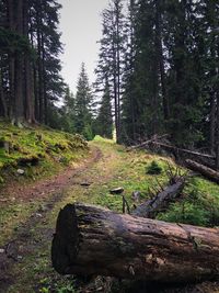 Trees in forest