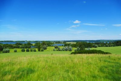 Scenic view of agricultural field against blue sky