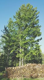 Trees growing in sunlight