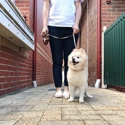 Low section of man with dog standing on floor