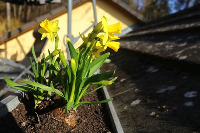 Close-up of yellow flowering plant