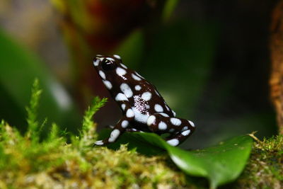 Close-up of butterfly on leaf