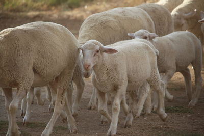 Herd of sheep