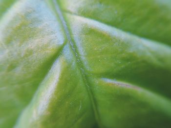 Close-up of leaves