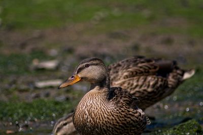 Mallard ducks on field