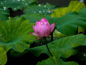 Close-up of pink lotus water lily