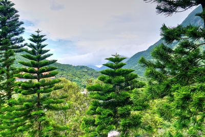 Pine trees on field against sky