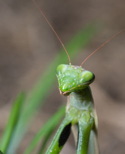 Mantis patiently posing and lurking. close up of insect in the nature
