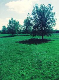 Trees on field against sky