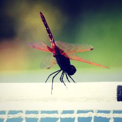 Close-up of insect