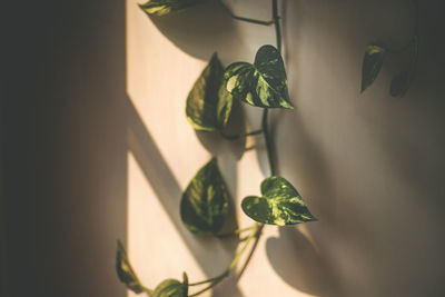 Close-up of potted plant against wall